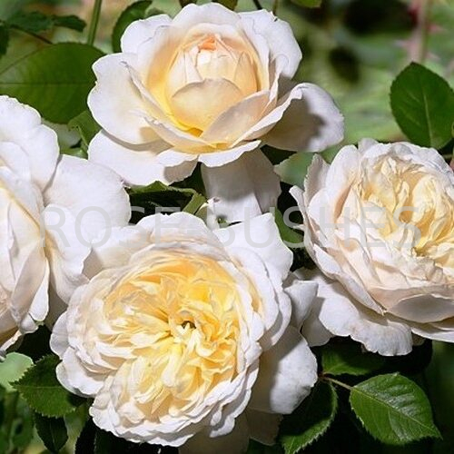 ������ ����. Crocus Rose. (����.)